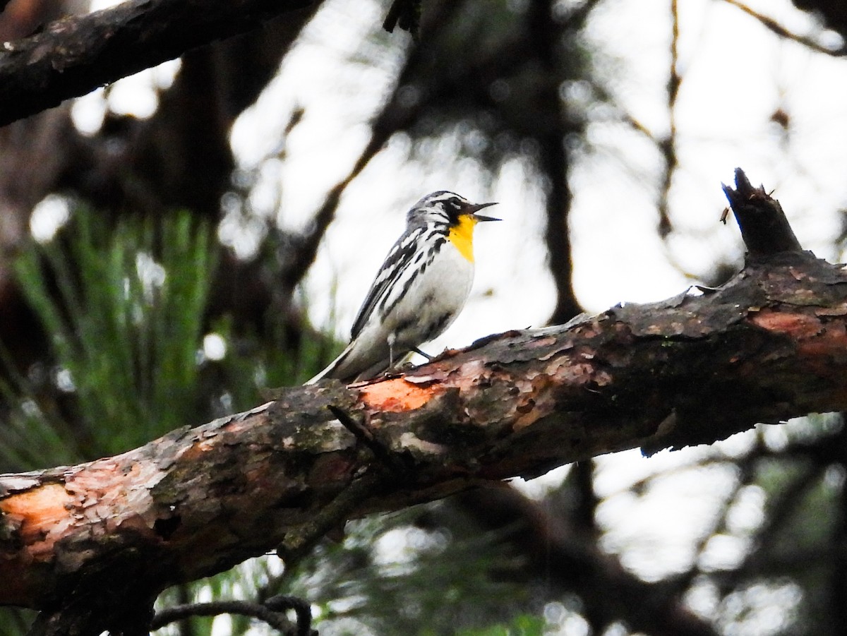 Yellow-throated Warbler - ML621489146