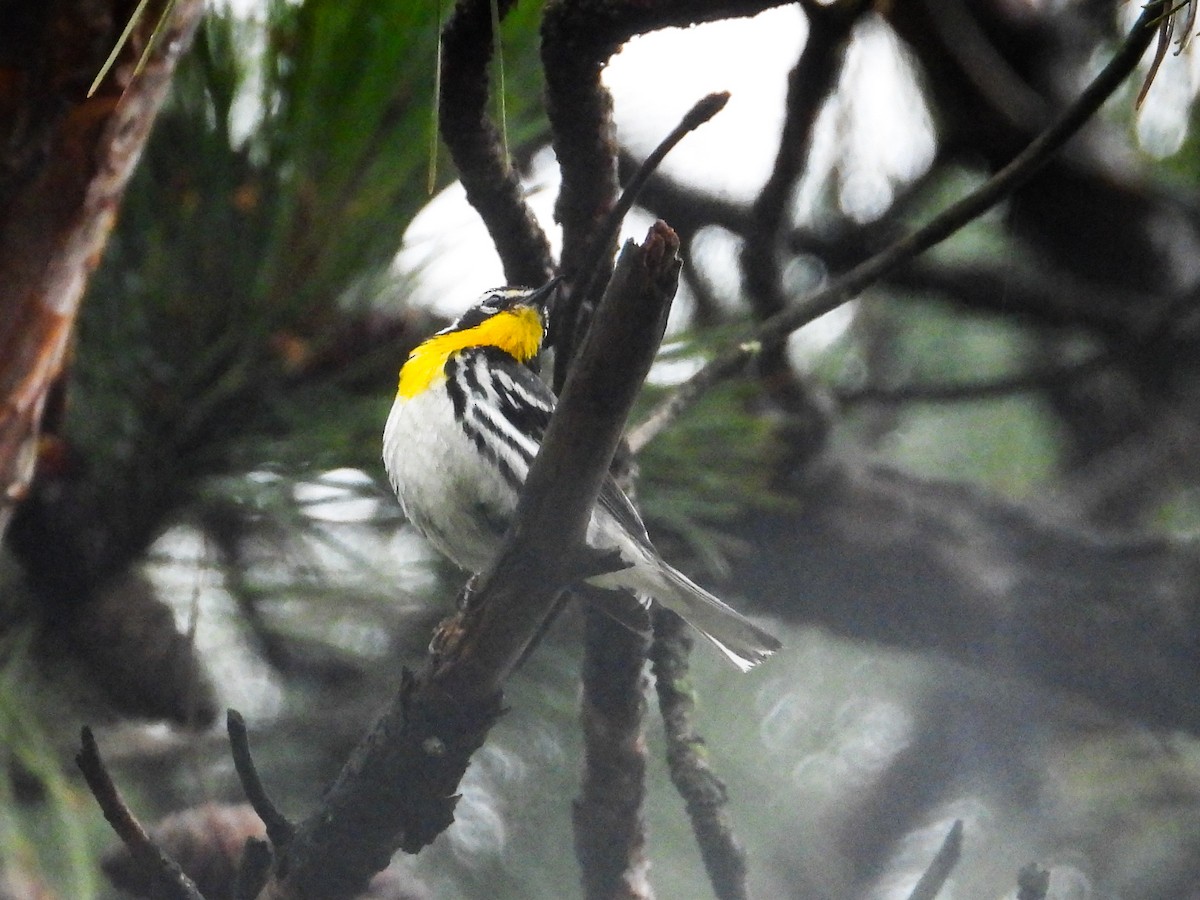 Yellow-throated Warbler - ML621489147