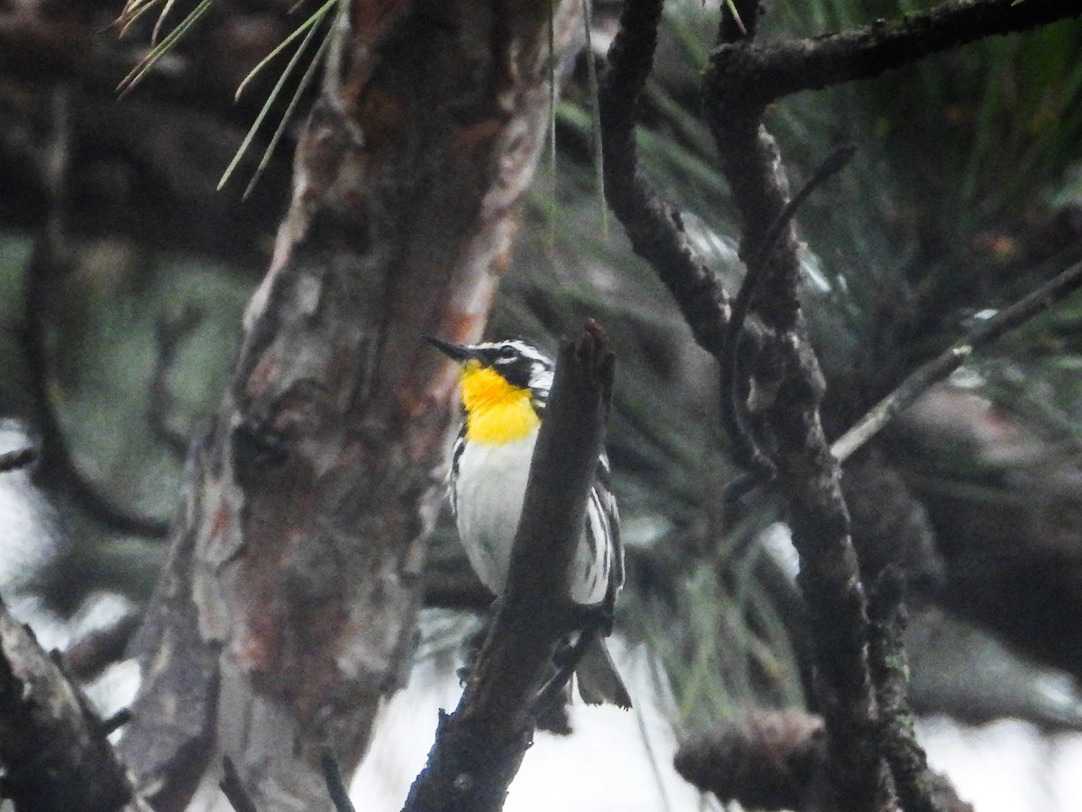 Yellow-throated Warbler - ML621489148
