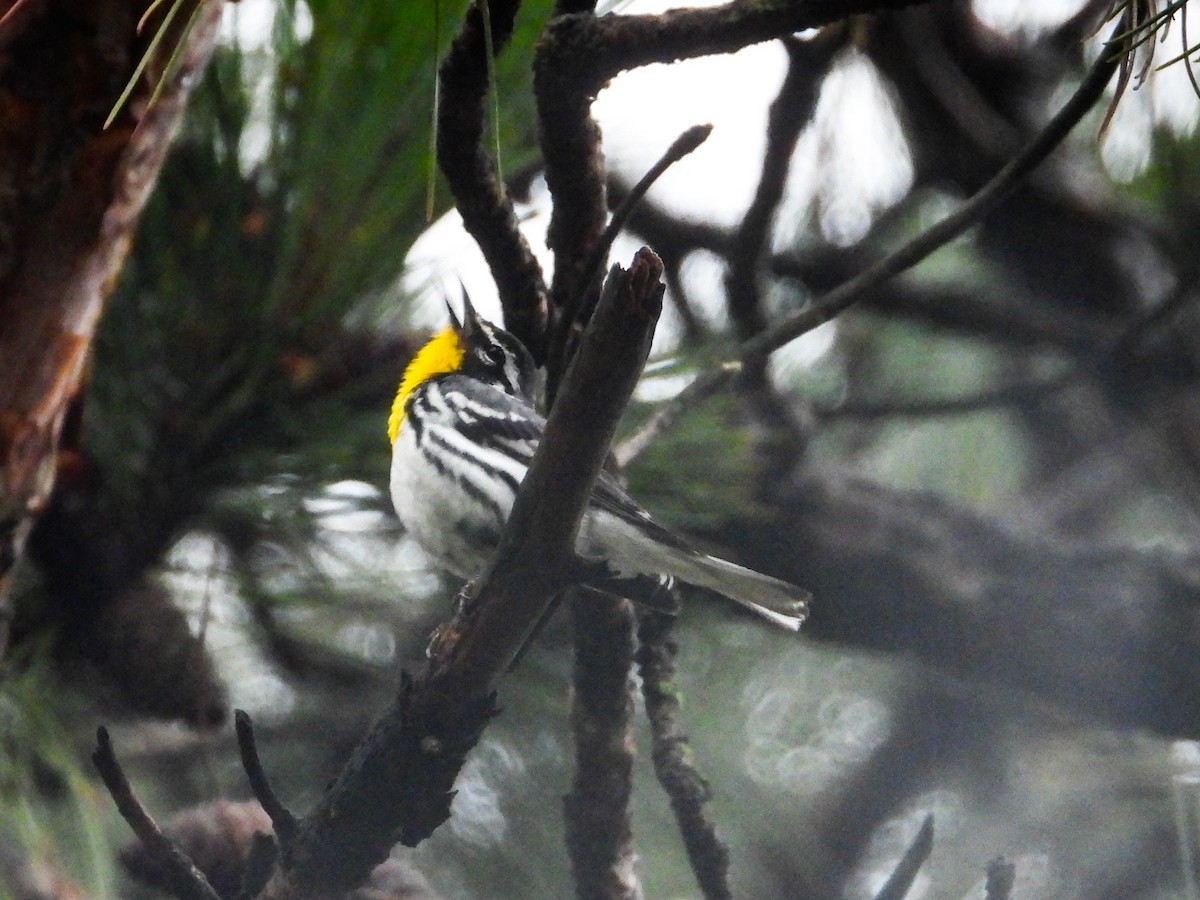 Yellow-throated Warbler - ML621489149