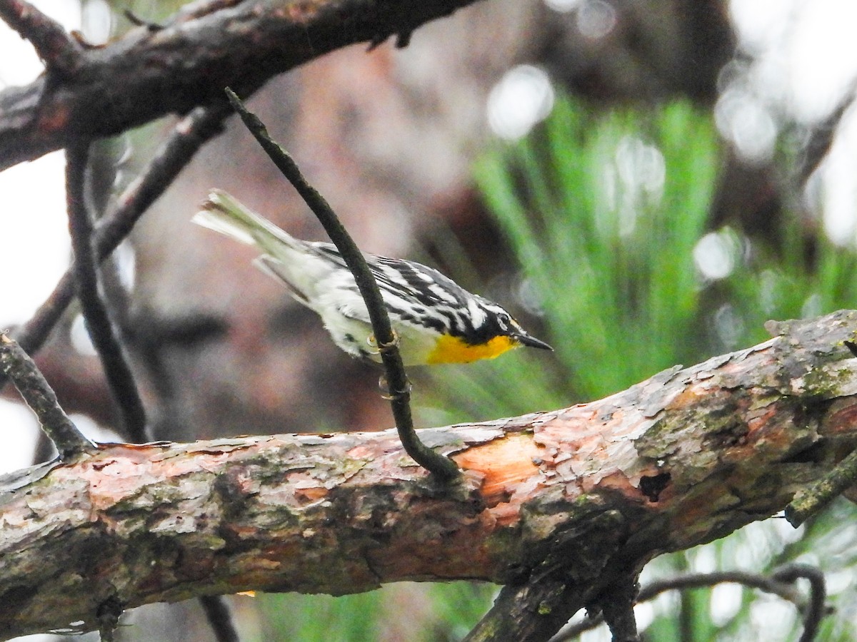 Yellow-throated Warbler - ML621489150