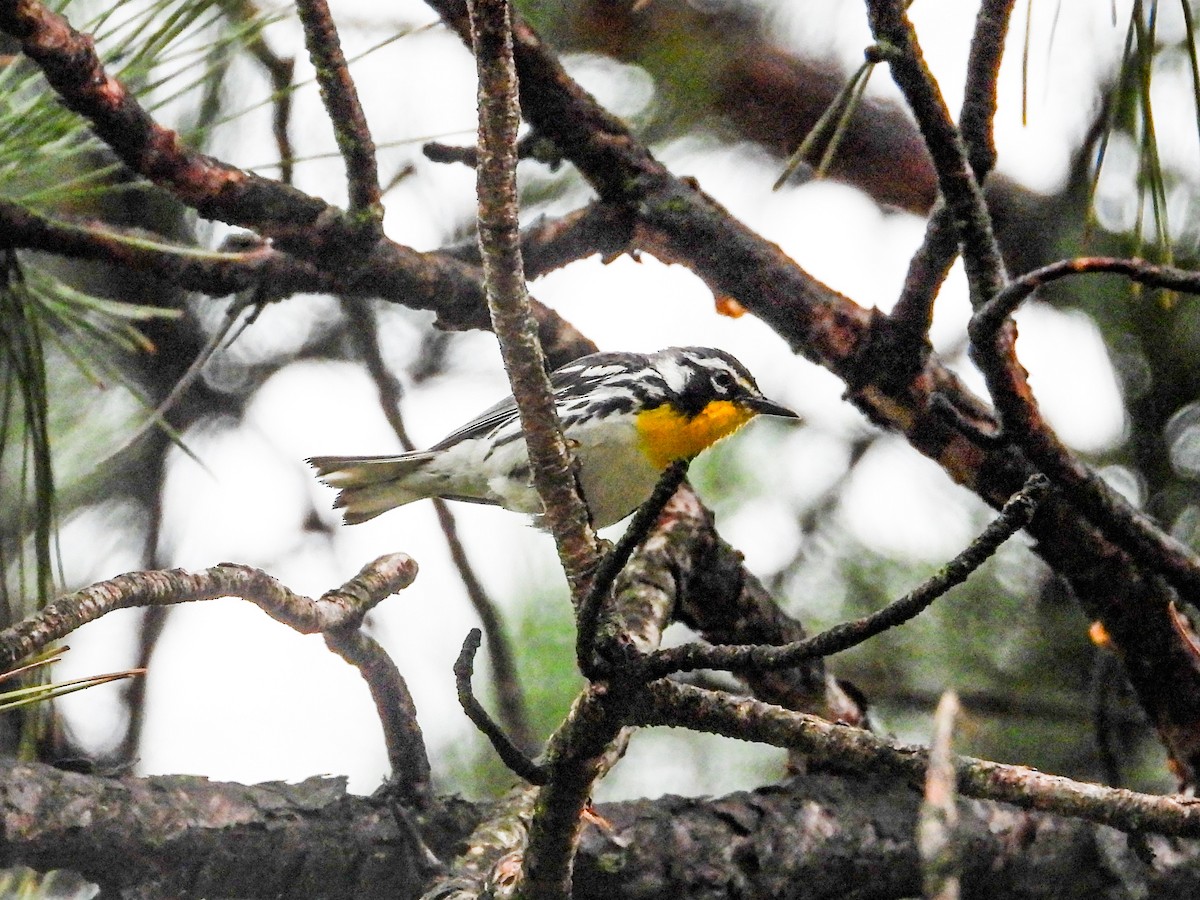 Yellow-throated Warbler - ML621489151