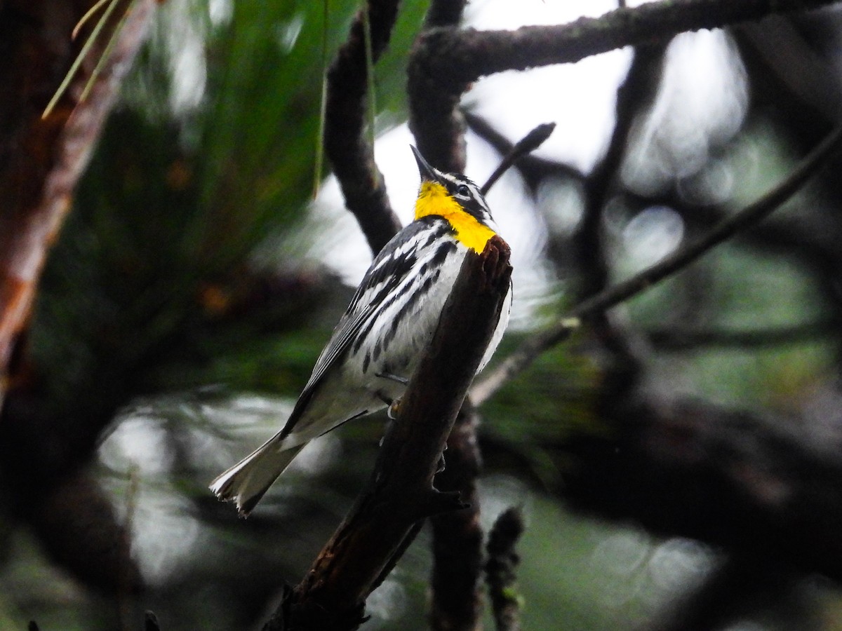 Yellow-throated Warbler - ML621489152