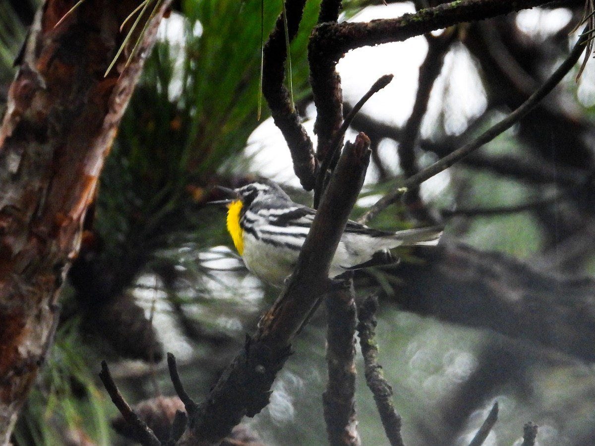 Yellow-throated Warbler - ML621489153