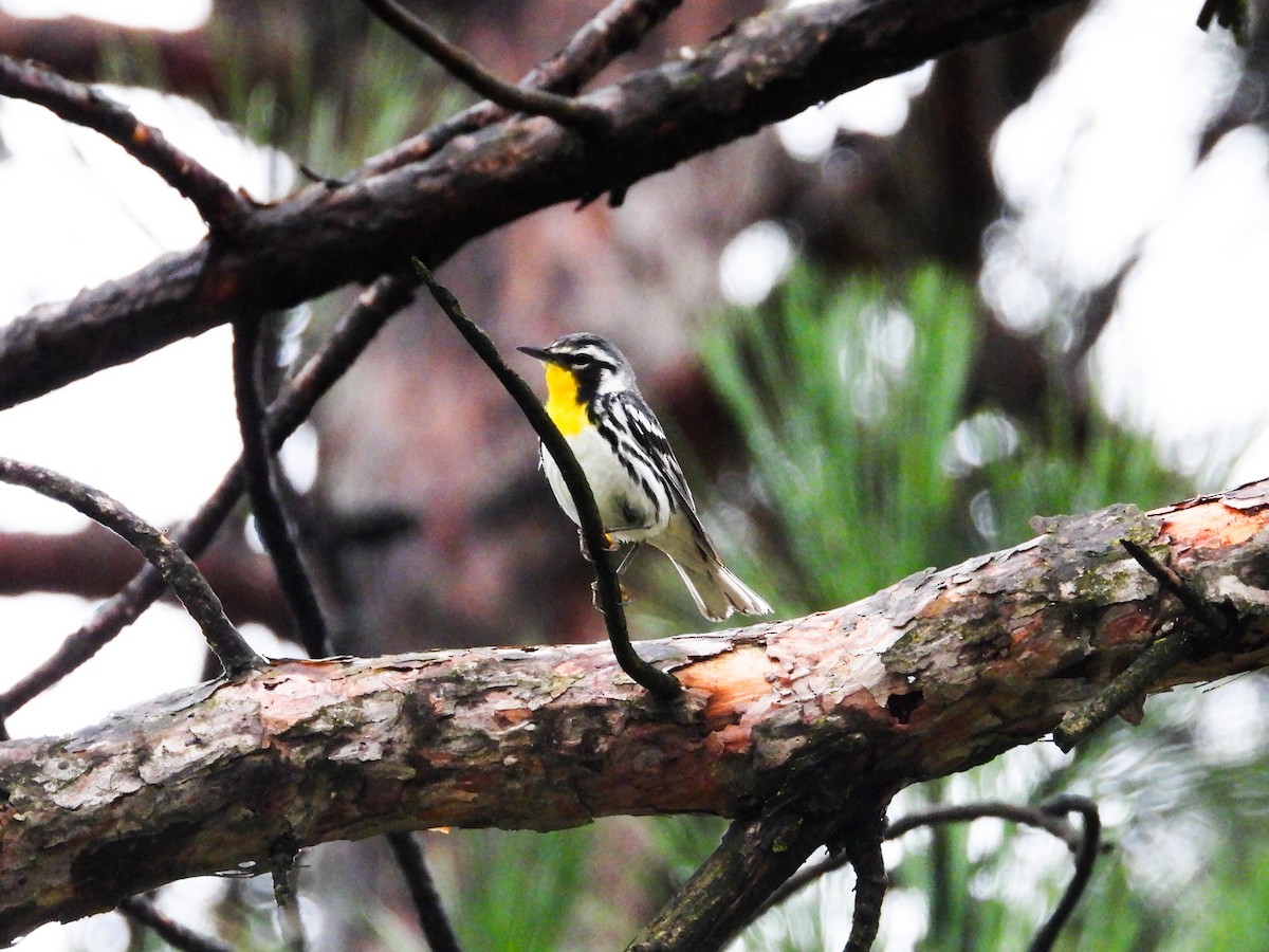 Yellow-throated Warbler - ML621489154