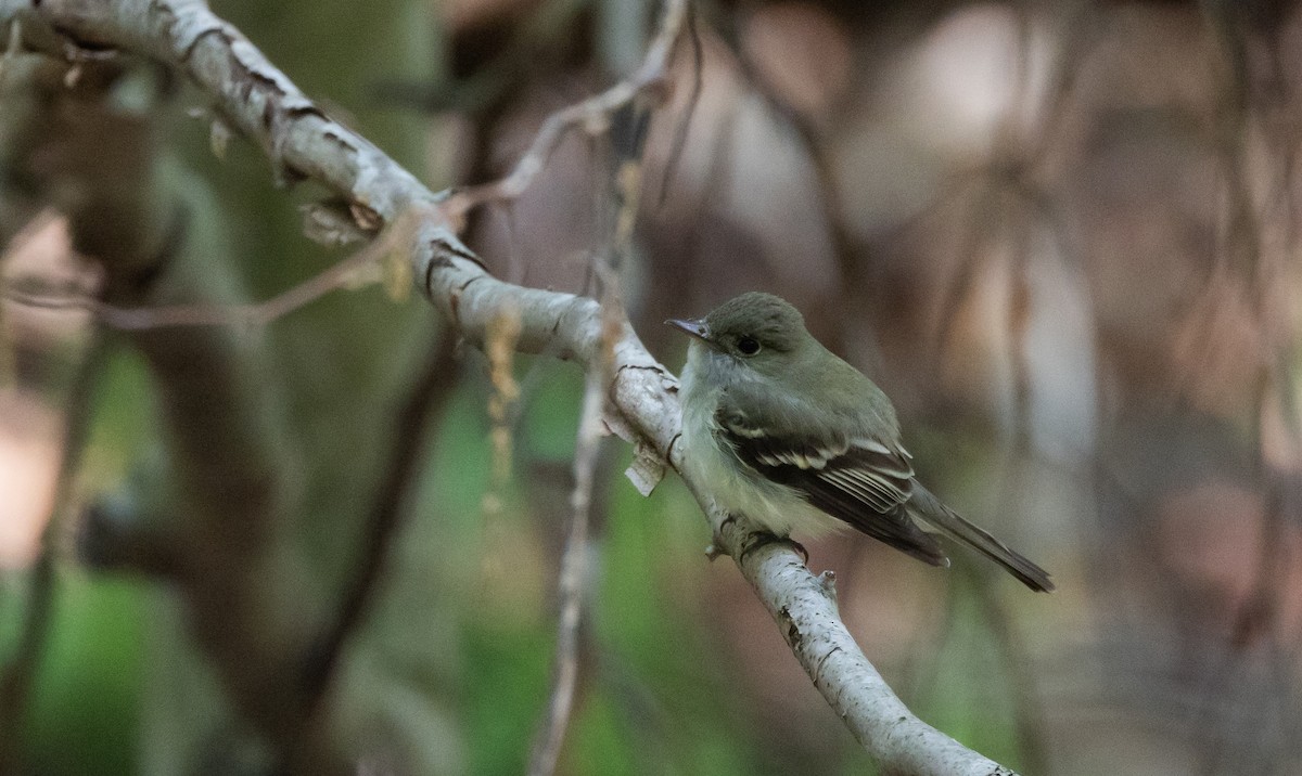 Acadian Flycatcher - Jay McGowan