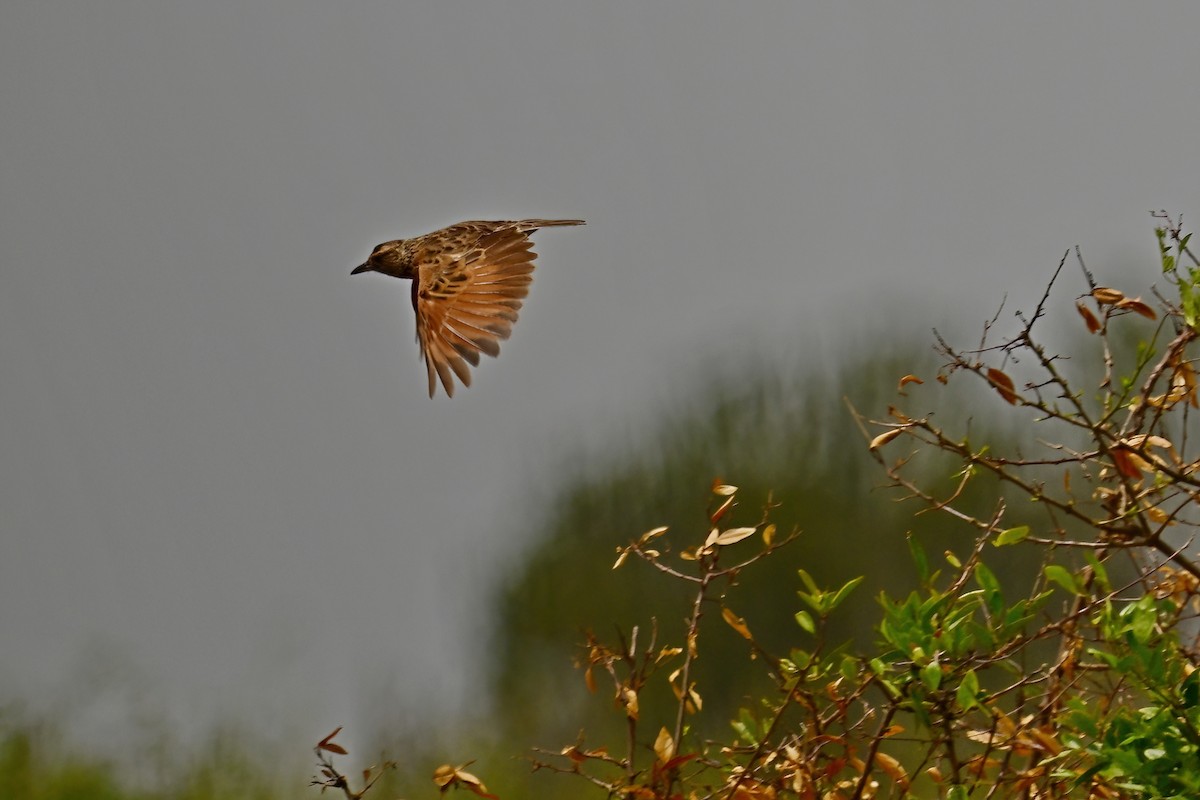 Rufous-naped Lark - ML621489264