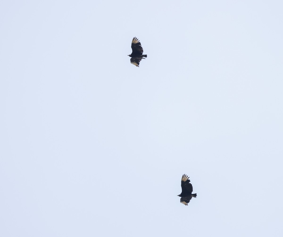 Black Vulture - ML621489267