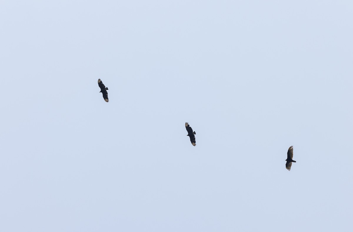 Black Vulture - ML621489268