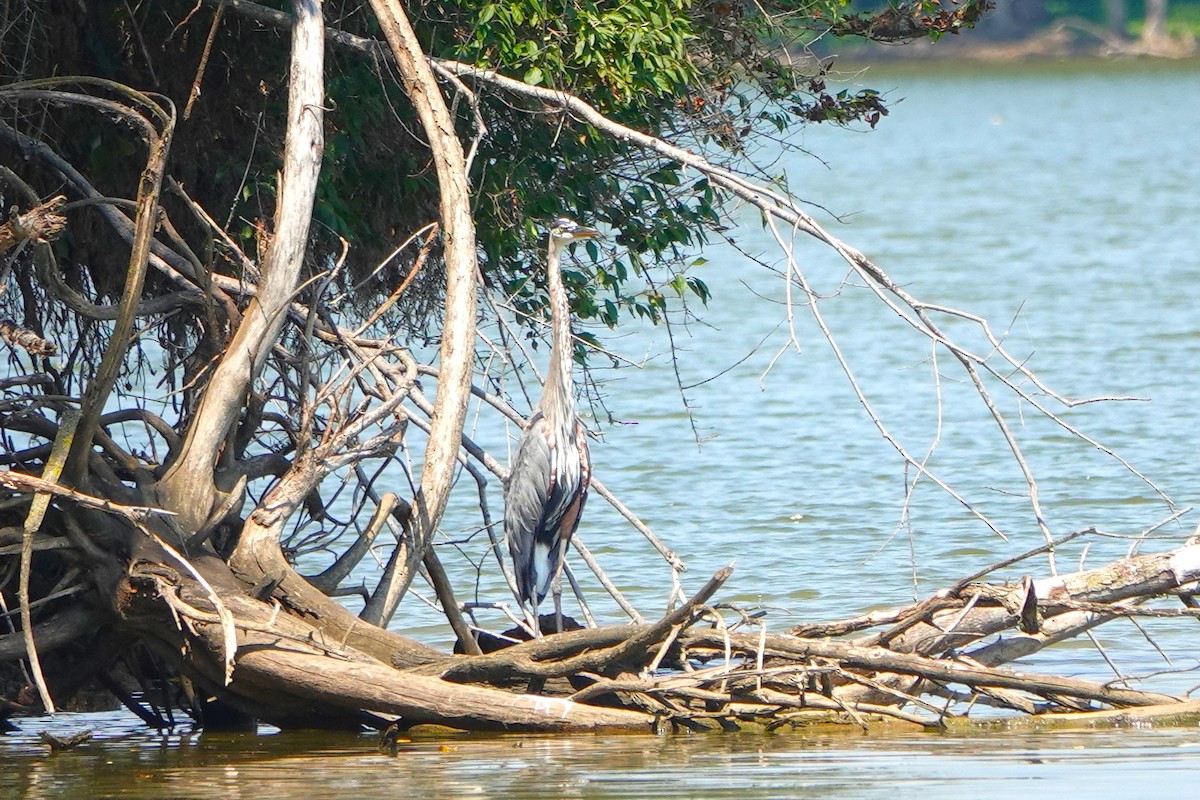 Great Blue Heron - ML621489368