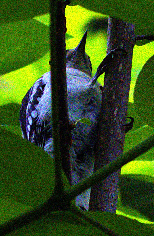 Downy Woodpecker - ML621489381