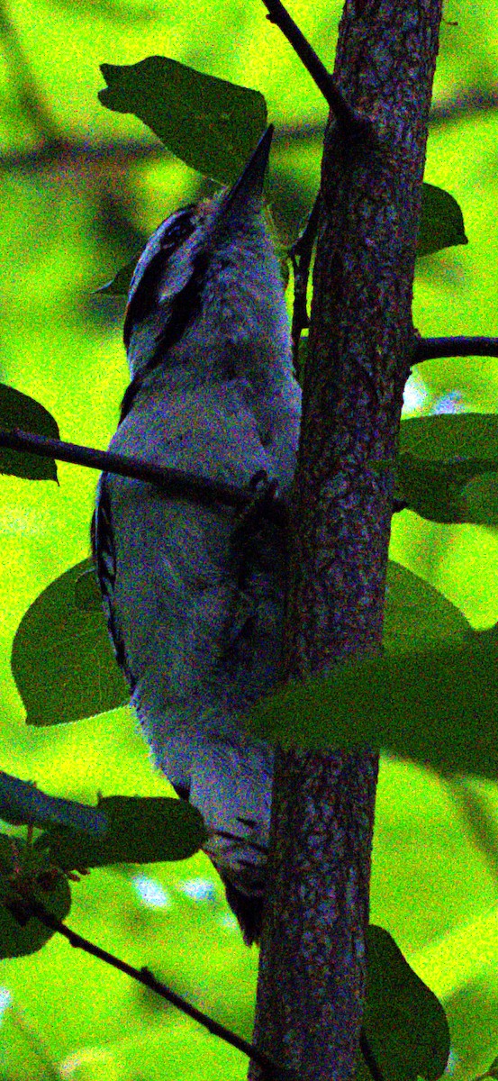 Downy Woodpecker - ML621489382