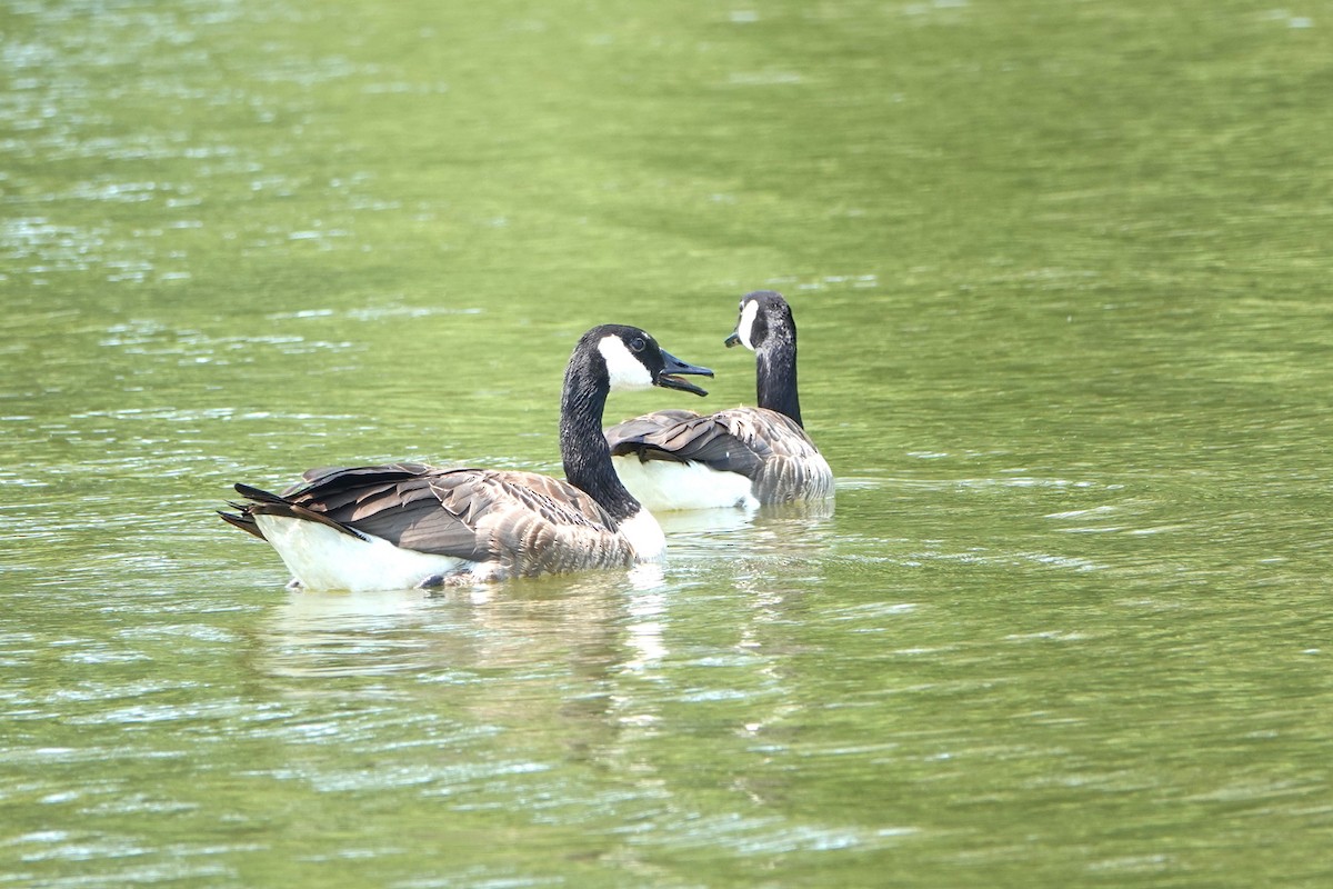 Canada Goose - ML621489404