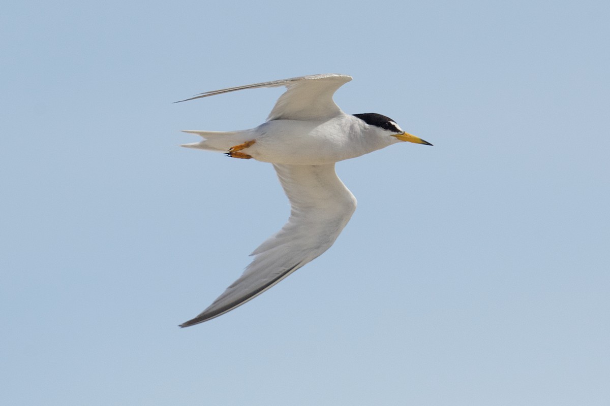 Least Tern - ML621489421