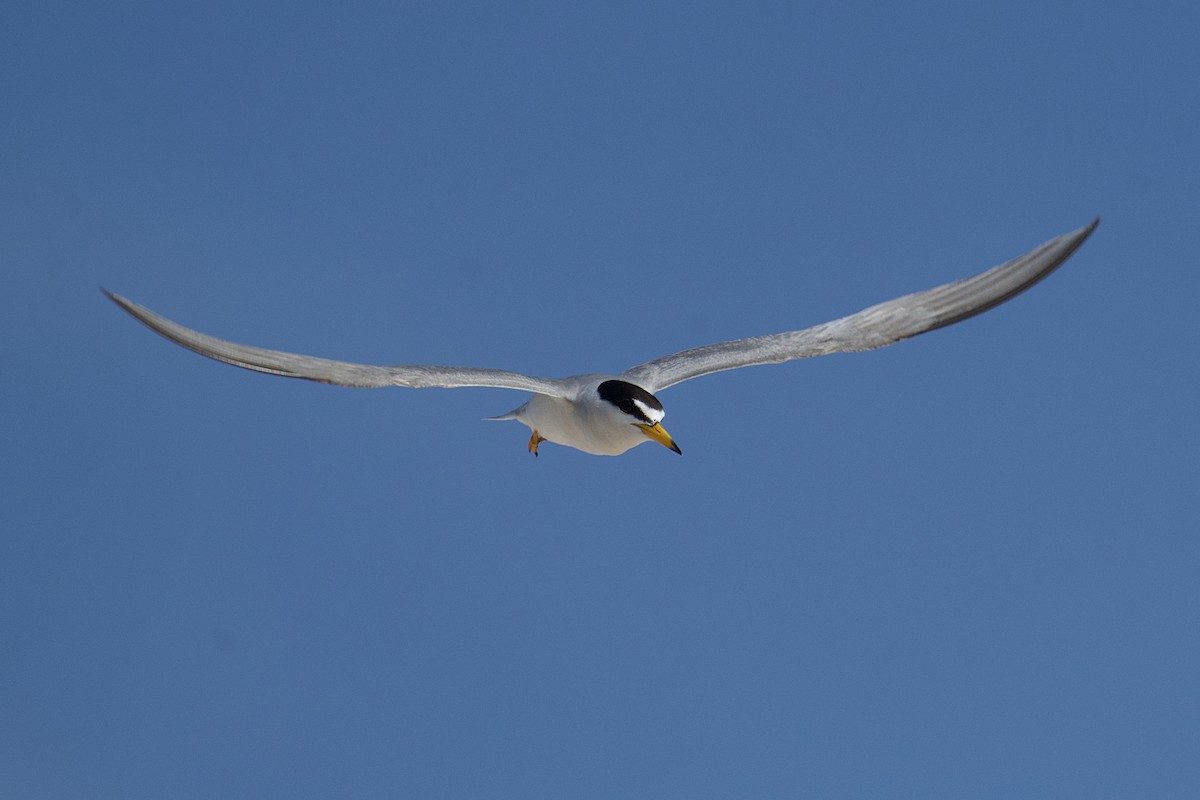 Least Tern - Michael Tromp