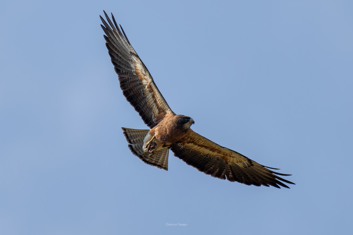 hawk sp. - ML621489628