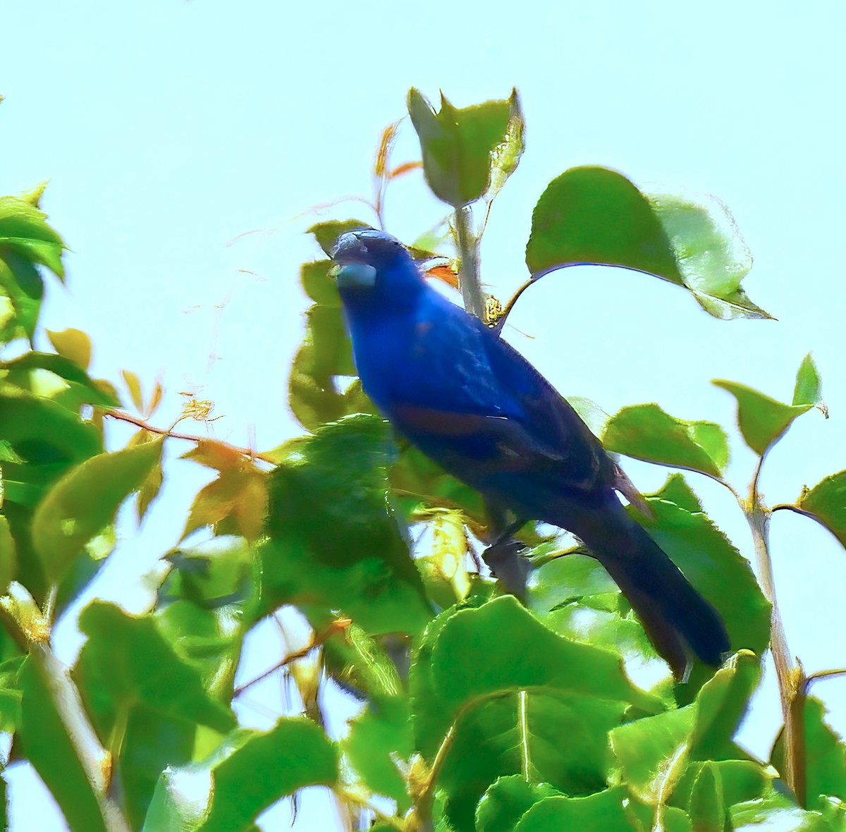 Blue Grosbeak - ML621489645