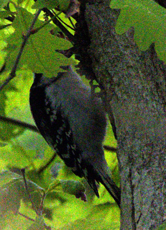 Downy Woodpecker - ML621489672