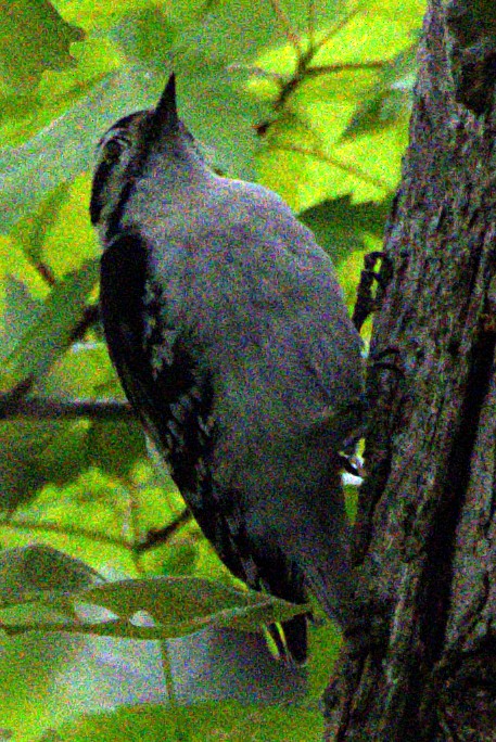 Downy Woodpecker - ML621489673