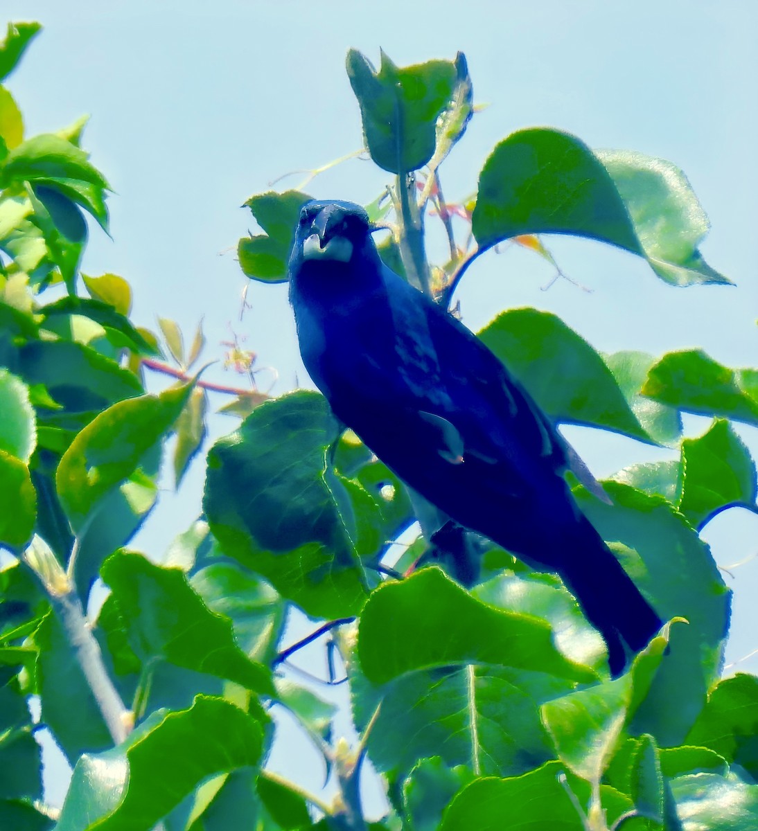 Blue Grosbeak - ML621489681