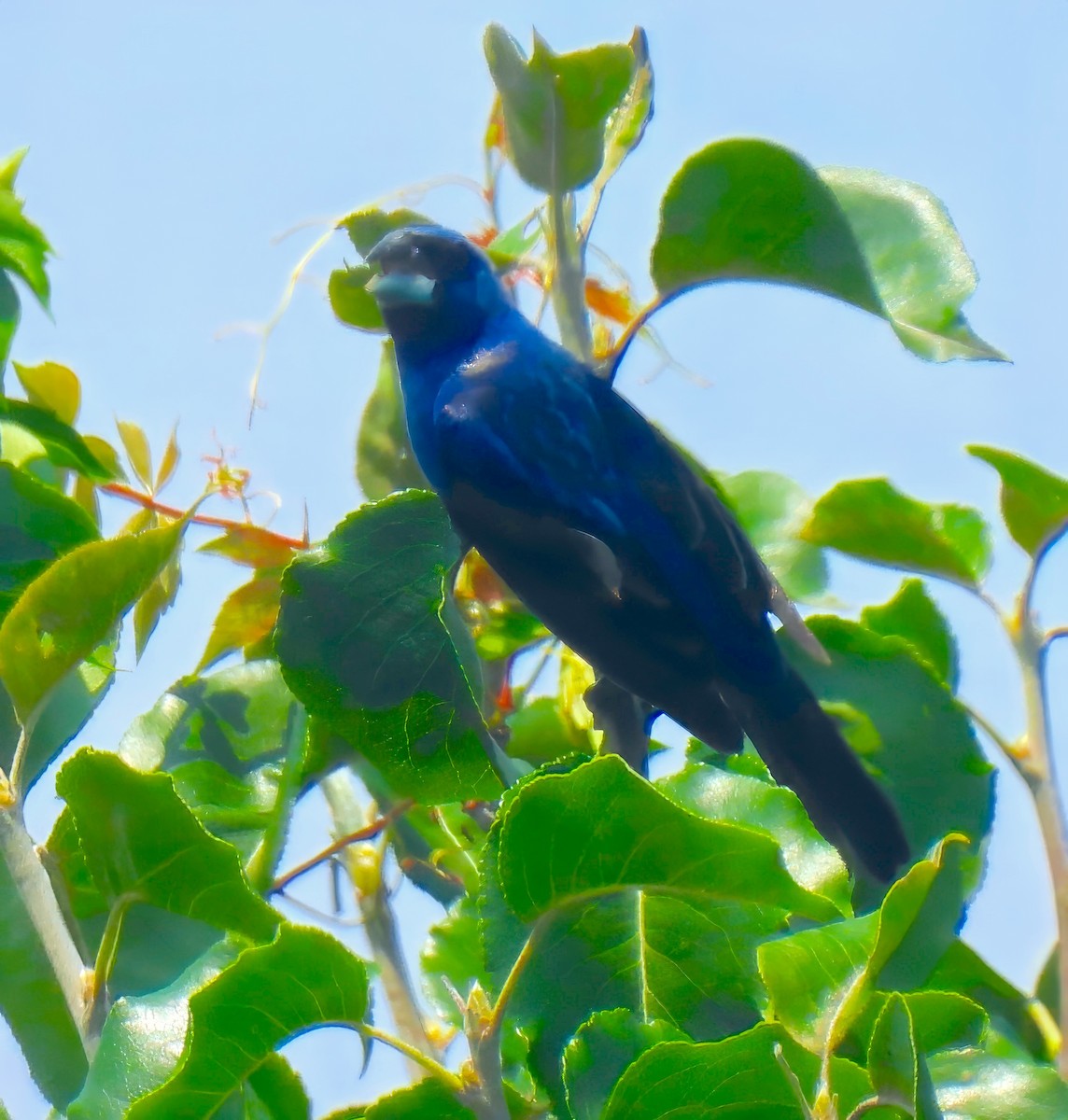 Blue Grosbeak - ML621489682