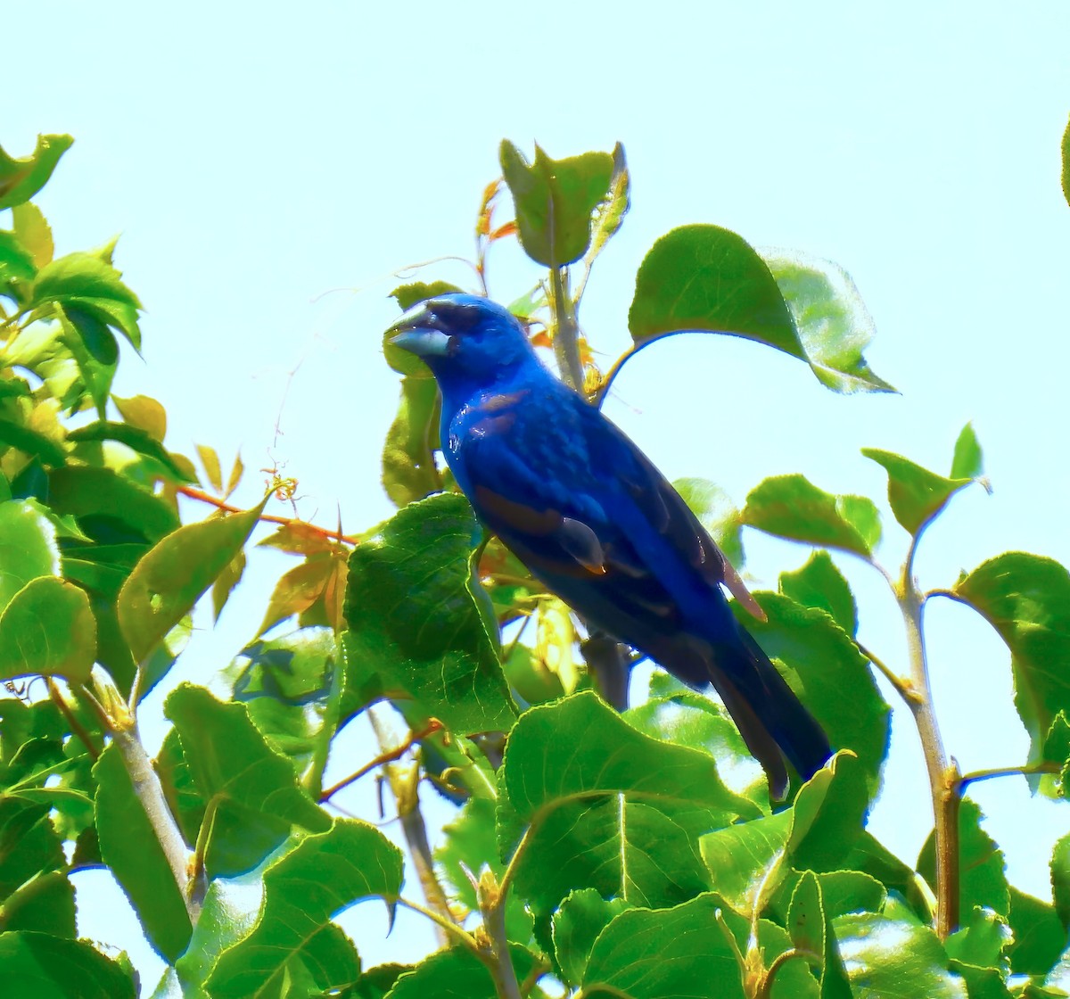 Blue Grosbeak - ML621489683