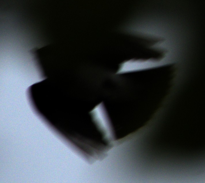 Eastern Kingbird - ML621489689