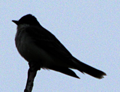 Eastern Kingbird - ML621489690