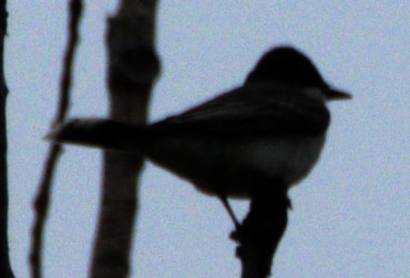 Eastern Kingbird - ML621489691
