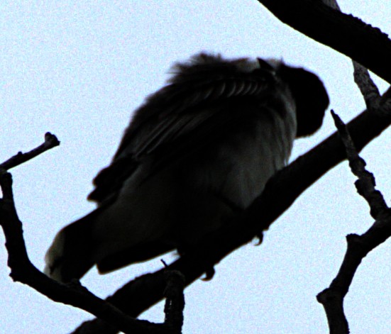 Eastern Kingbird - ML621489693