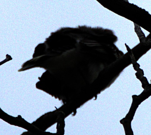 Eastern Kingbird - ML621489694