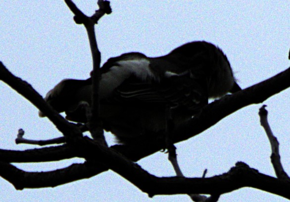 Eastern Kingbird - ML621489695