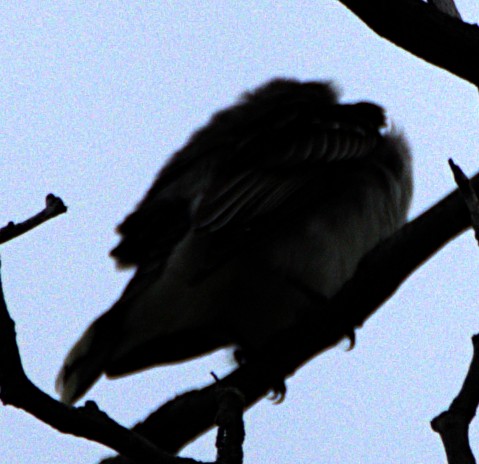 Eastern Kingbird - ML621489696