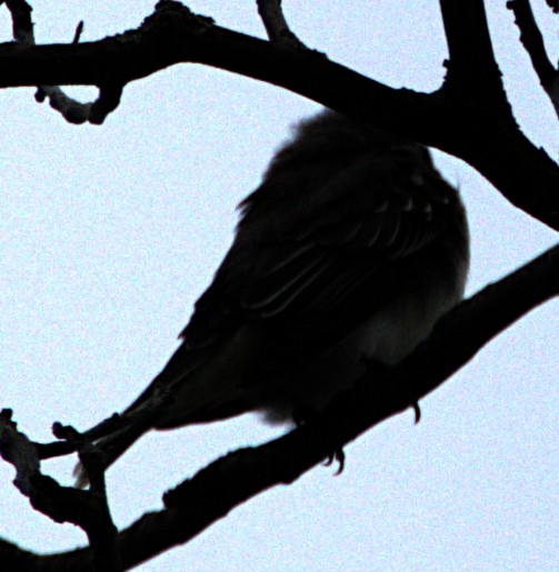 Eastern Kingbird - ML621489697