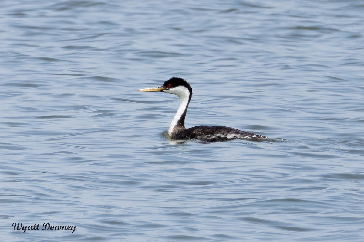 Western Grebe - ML621489897