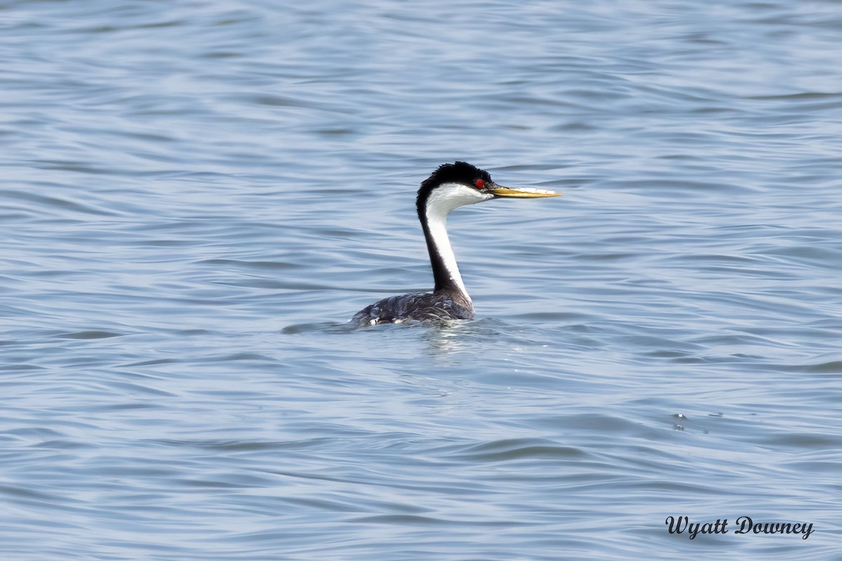 Western Grebe - ML621489898