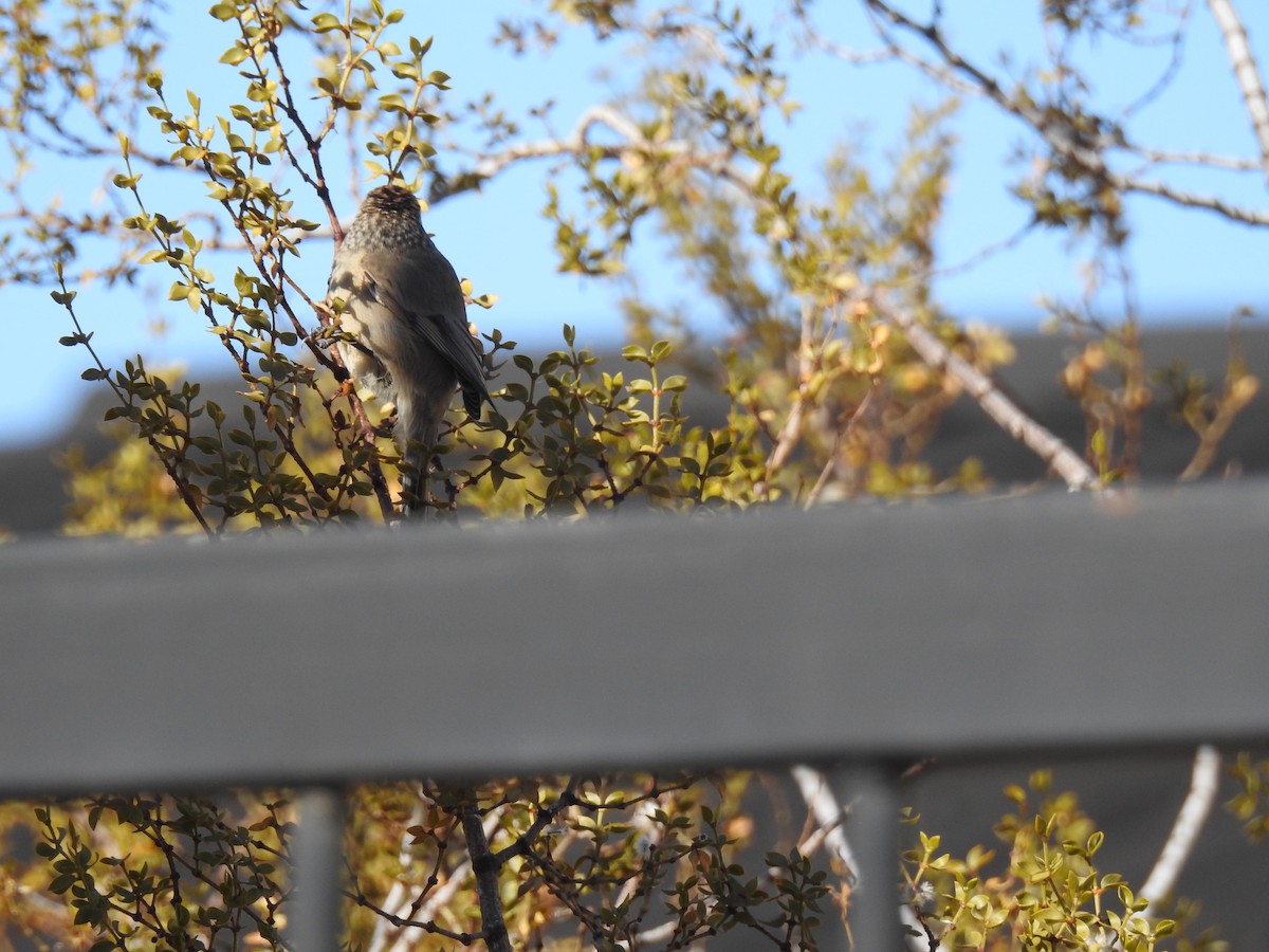 Plain-mantled Tit-Spinetail - ML621490051