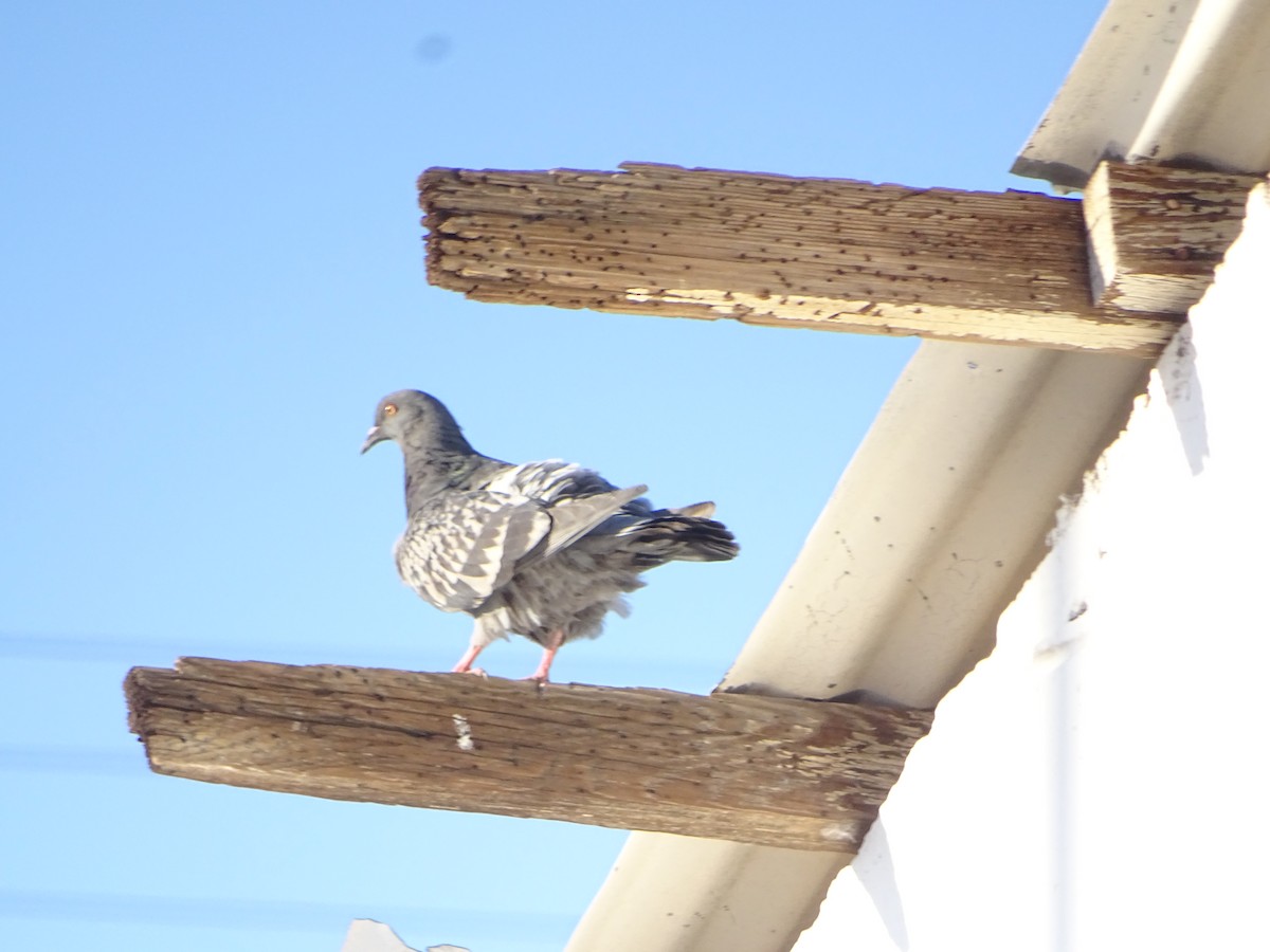 Rock Pigeon (Feral Pigeon) - ML621490180