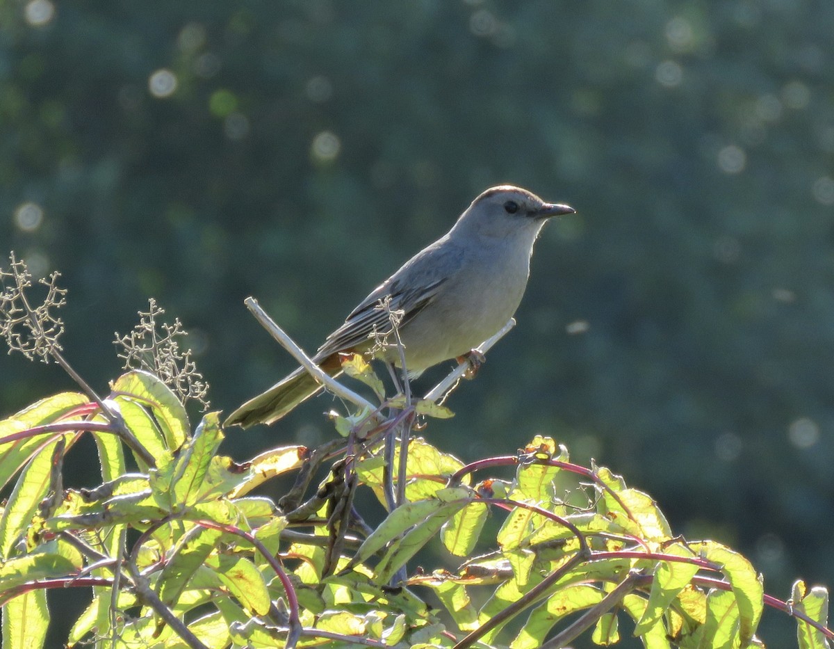 Gray Catbird - ML621490194