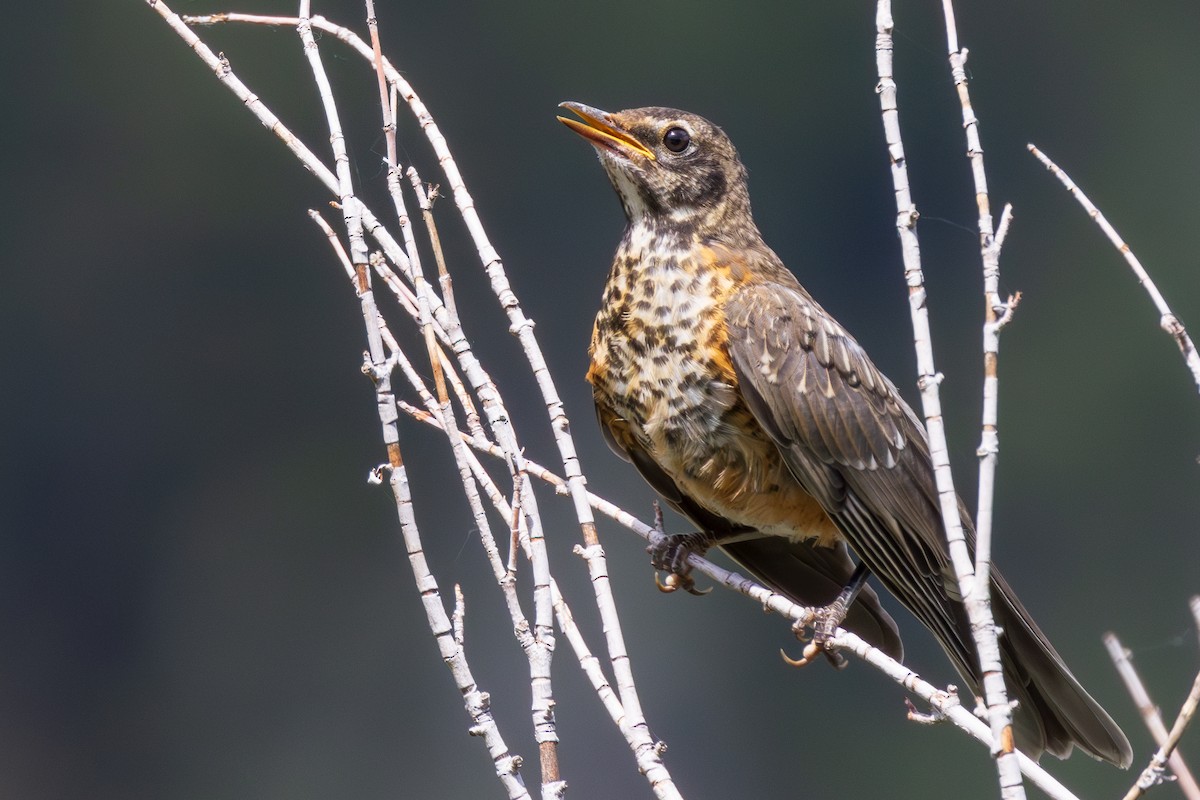 American Robin - ML621490208
