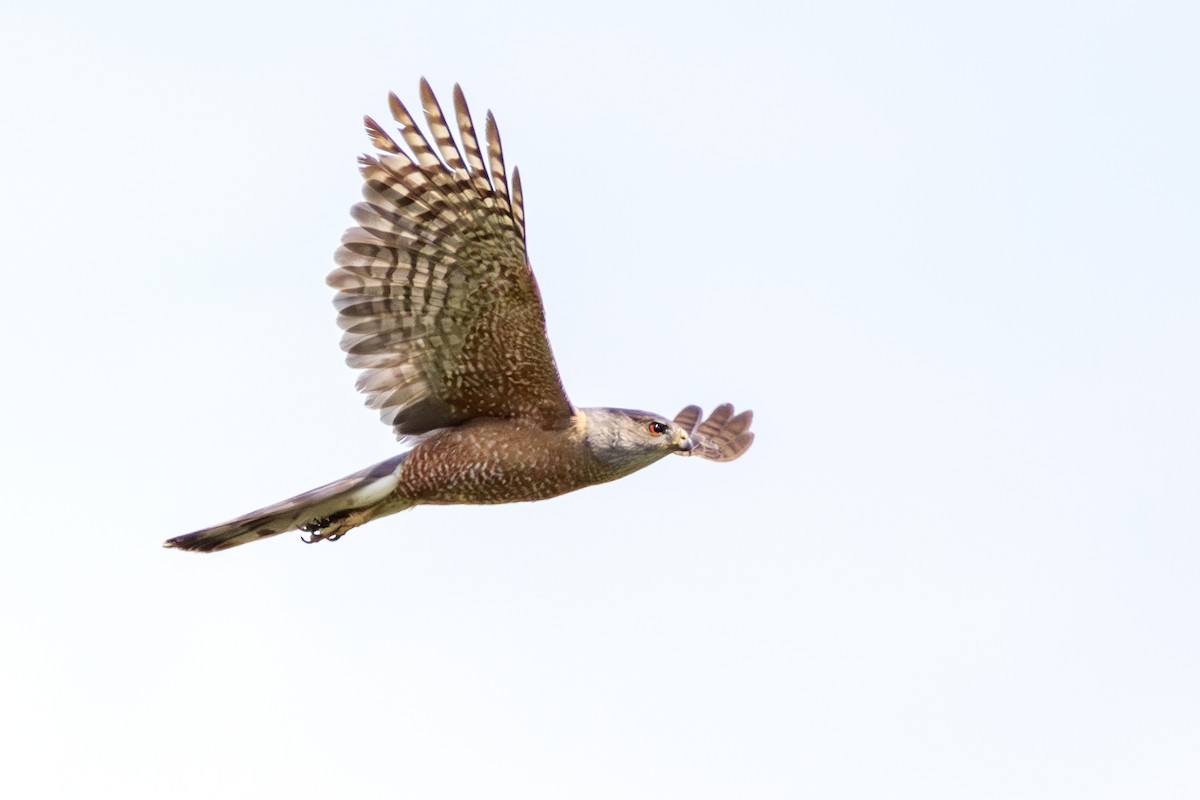 Cooper's Hawk - ML621490255