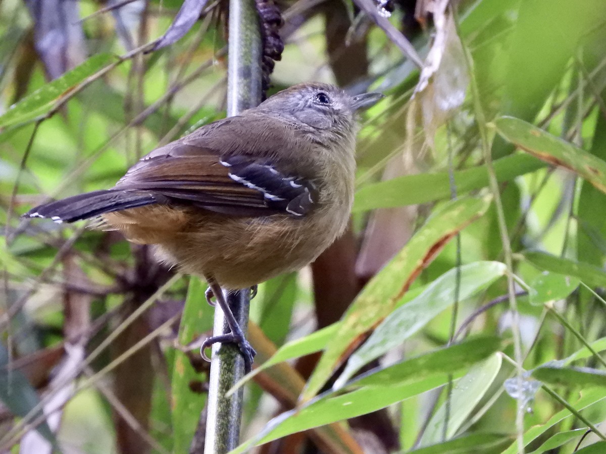 Variable Antshrike - ML621490286