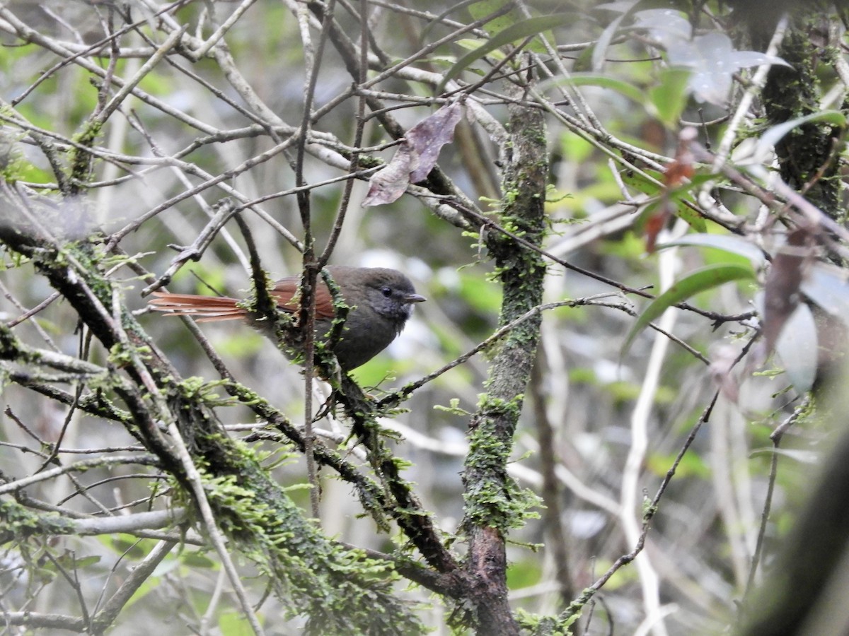 Gray-bellied Spinetail - ML621490292