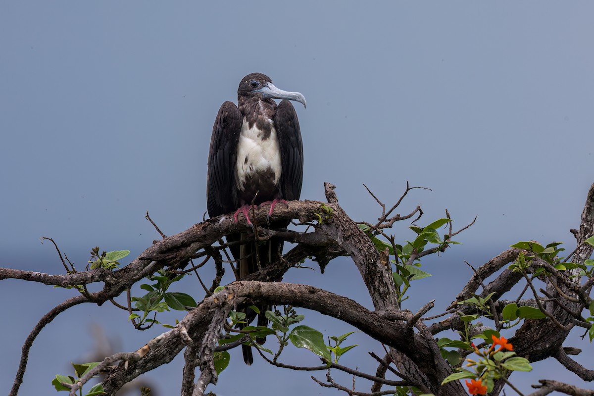 Magnificent Frigatebird - ML621490348