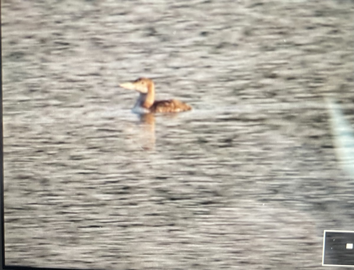 Yellow-billed Loon - ML621490349