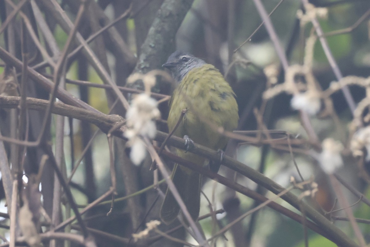 Eastern Mountain Greenbul (Olive-breasted) - ML621490380