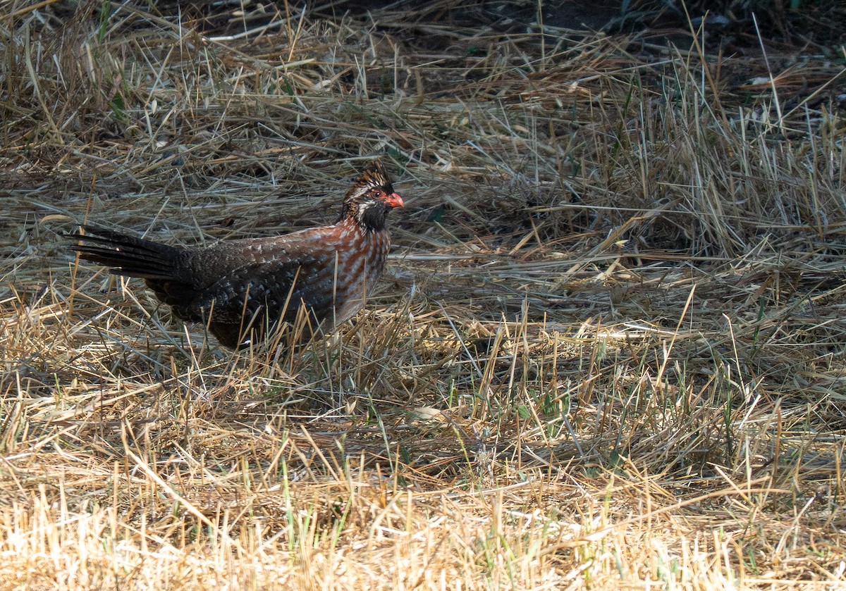 Long-tailed Wood-Partridge - ML621490414