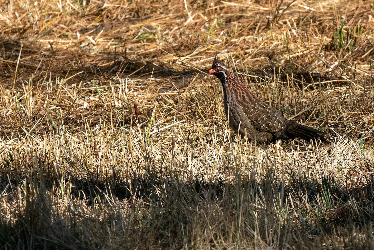 Long-tailed Wood-Partridge - ML621490417