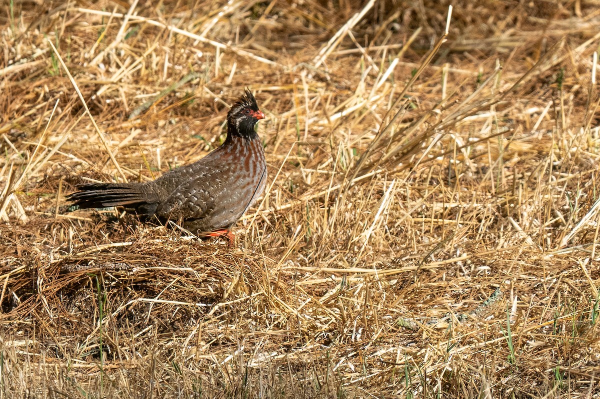 Long-tailed Wood-Partridge - ML621490418