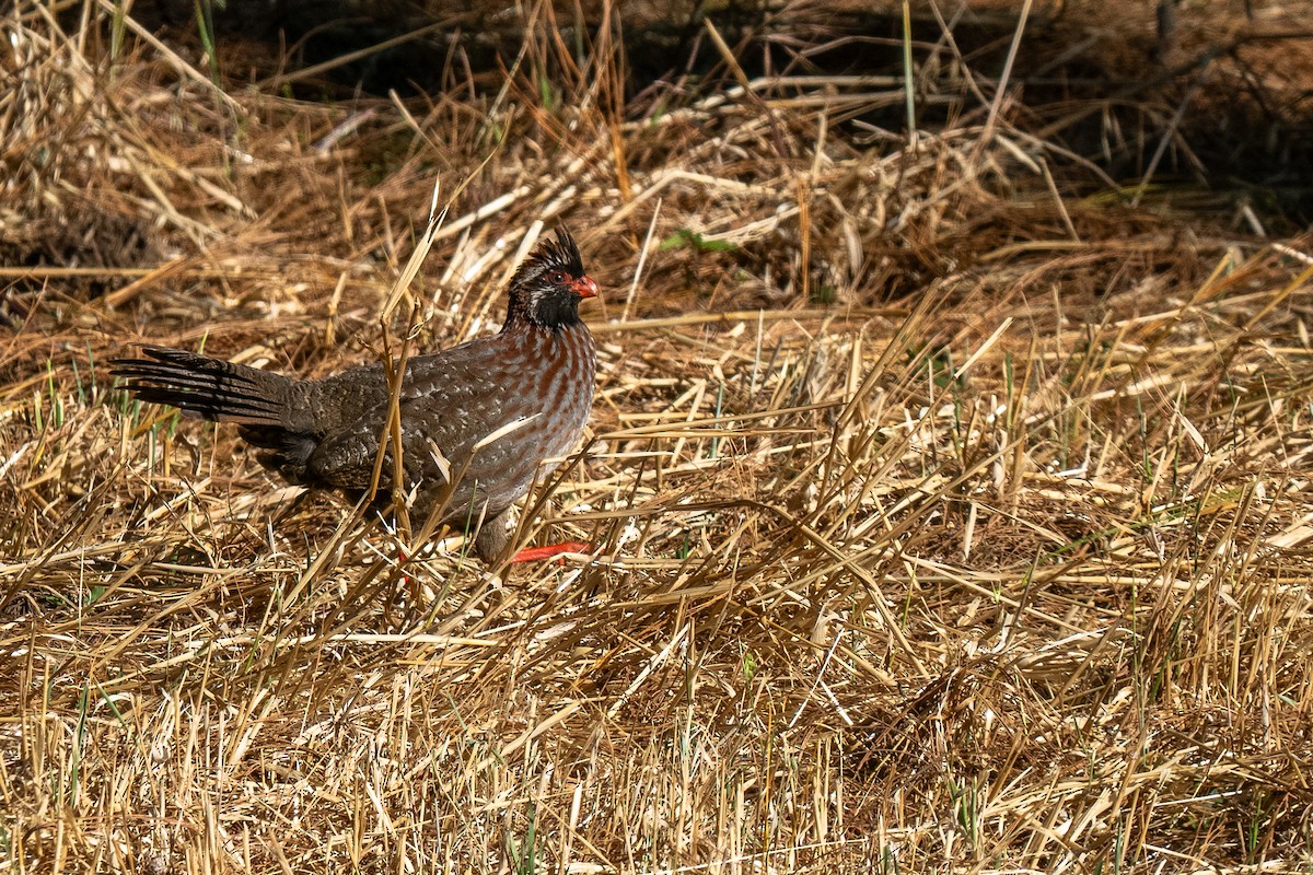 Long-tailed Wood-Partridge - ML621490419